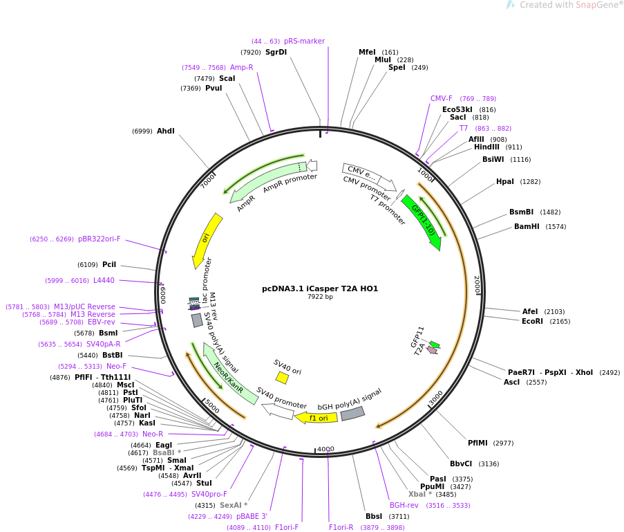 pcDNA3.1 iCasper T2A HO1质粒图谱